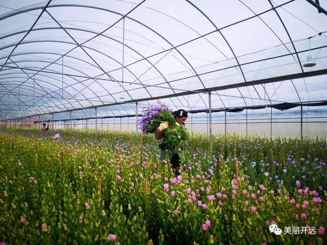 石竹梅+大飞燕……开远这里成了“花花世界”！