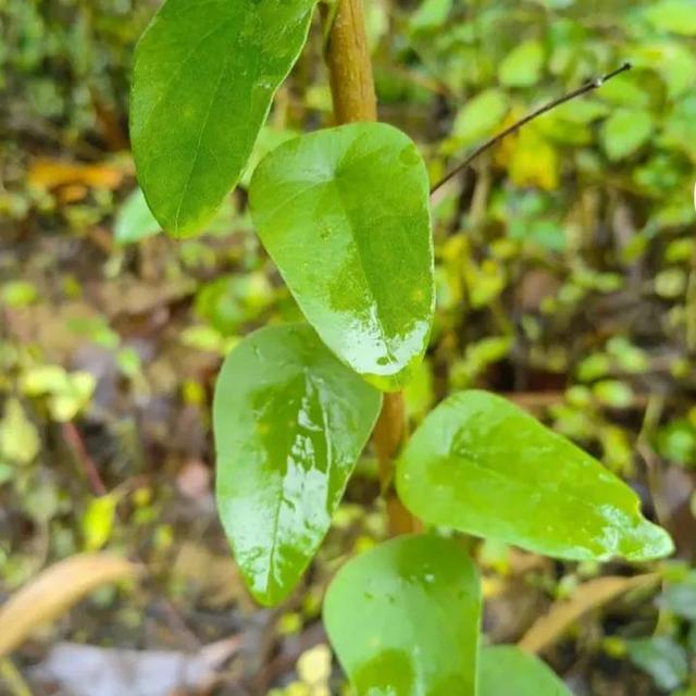 野生千金藤越来越少，种植才能弥补中药市场需求，行情如何呢？