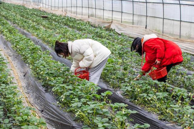 现代农业研究：大棚草莓—芹菜—小白菜高效栽培技术