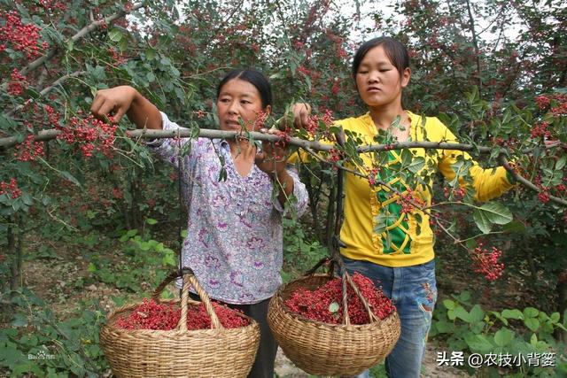 怎样才能种植出好花椒？花椒怎样采种、播种、育苗、定干？