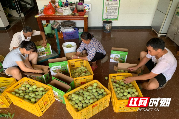 江永：高山鹰嘴桃 村民致富果