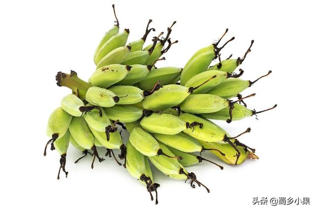 种香蕉是怎么培育苗木的？三大常见育苗方式，轻松种出高品质果品