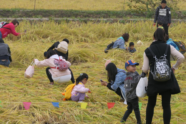 做乡村文旅项目，如果土地是基本农田，又该如何落地项目？