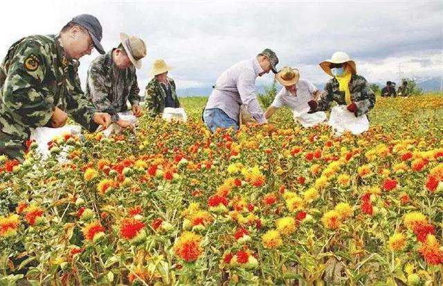 红花养殖，在河南的种植管理及栽培技术