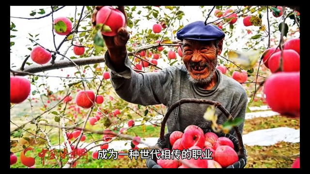 甘肃静宁苹果：种植历史、品质和传承的重要性