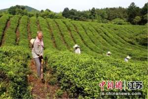 茶果间种植方式(南京