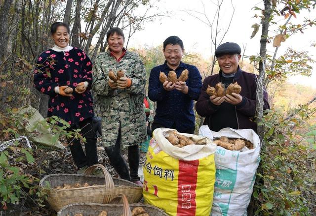 山区野外种植天麻，场地选择是否合理是成败的关键，应注意些啥