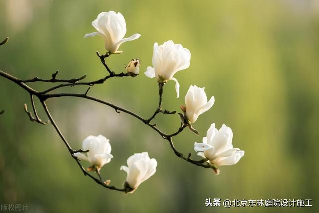 在夏季庭院绿植中北方适合种哪些绿植