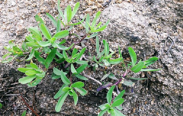 山中1野草人称“山麻楂”，包饺子比“荠菜”好吃，遇见别错过