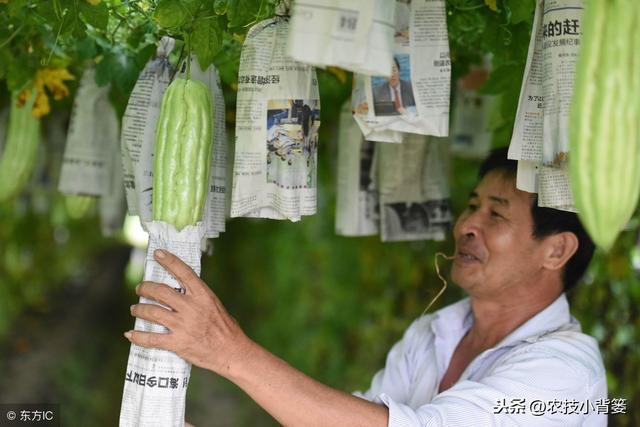 要想苦瓜产量高、品质好，这些田间管理技巧不可少！