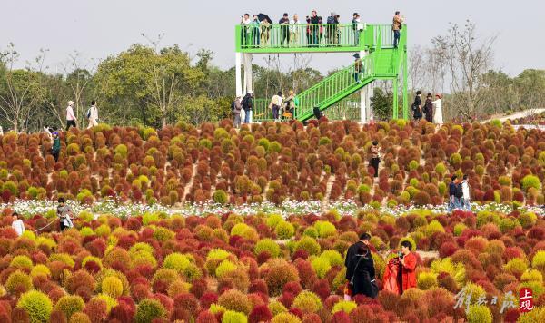 花开海上，40万株地肤进入最佳观赏期