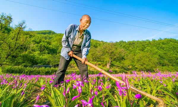 卢氏县：小小白芨苗，带动贫困户致富