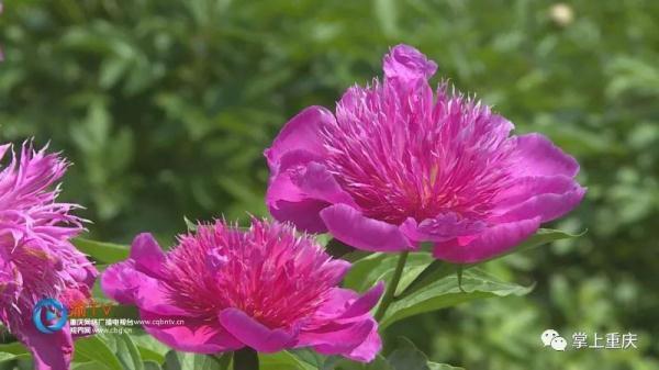 垫江：芍药迎来盛花期 五一赏花正当时