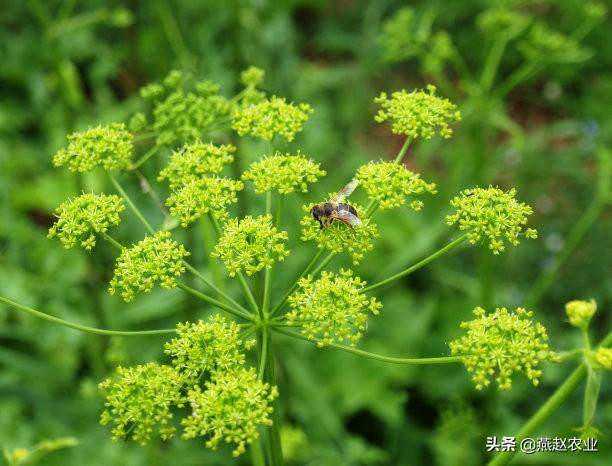 中药材柴胡出苗难，把握3关键，注意4细节，雨季套作轻松能高产