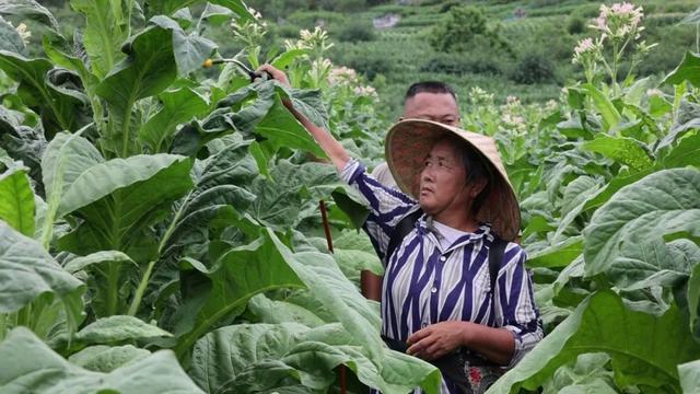 【乡村振兴】施甸：烤烟种植大户“老段”的“致富经”