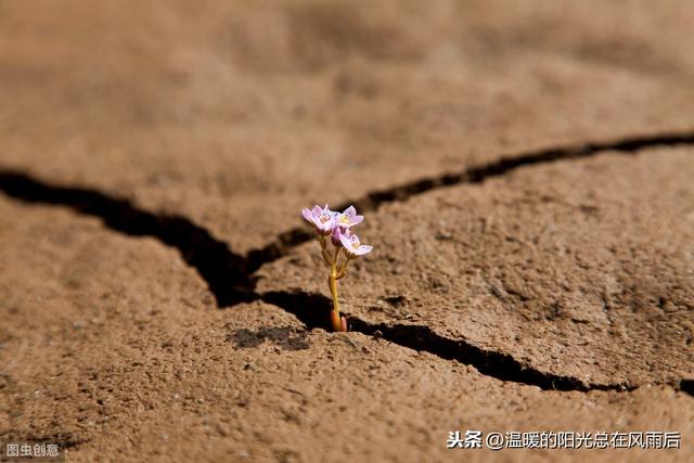 白芨的种植技术及注意事项