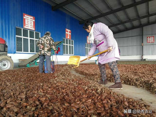 2019年白术行情分析：2018年遭遇“寒流”，农村种植户热情不减