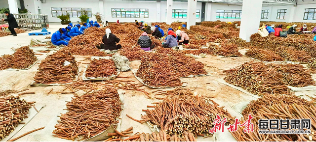 宕昌：强县域“甘味”药材香飘海外