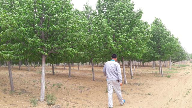 适合荒山种植的7种树，只要管理到位，每亩收益在15-50万