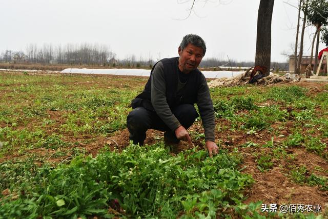 2021年热门中药材，自带地下害虫免疫系统，亩种植成本千元左右