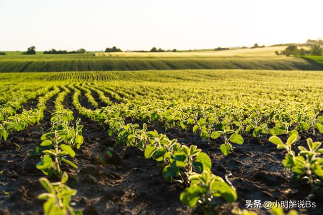 揭秘种植高产优质大豆的秘密方法，助您实现丰收梦想！