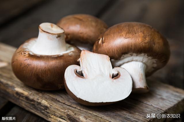 香菇种植技术，及病虫害的防治技术，看看你都做对了吗？