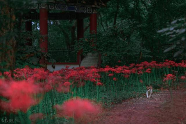 这花群开梦幻美丽，小种球就能养，年年多长一大片