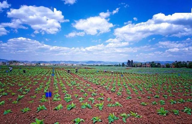 农业种植与土壤质量的关系研究