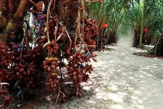 这种带刺的植物，生长在南方，果实价值高