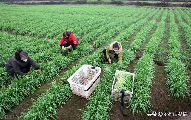 种植韭菜要有舍，四个时期不能割，指的是哪四个时期不能割韭菜？