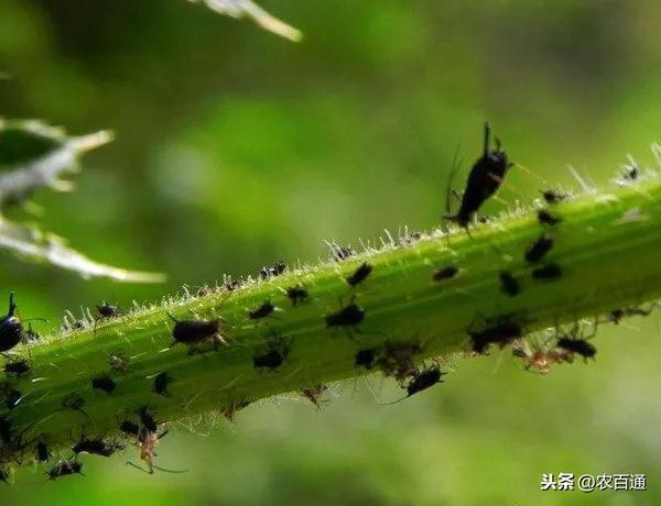 苦瓜反季节高产高效栽培技术