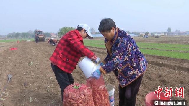 山西翼城千亩药材丰收 规模种植土地“生金”助乡村振兴