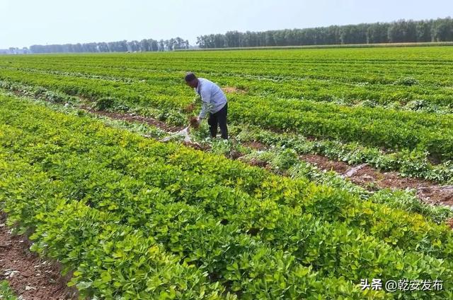 【乡村振兴再发力】经济作物带来黑沙土地高效益