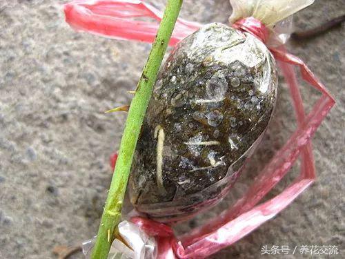 用这种方法繁殖月季花成功率特高，比扦插繁殖还要容易