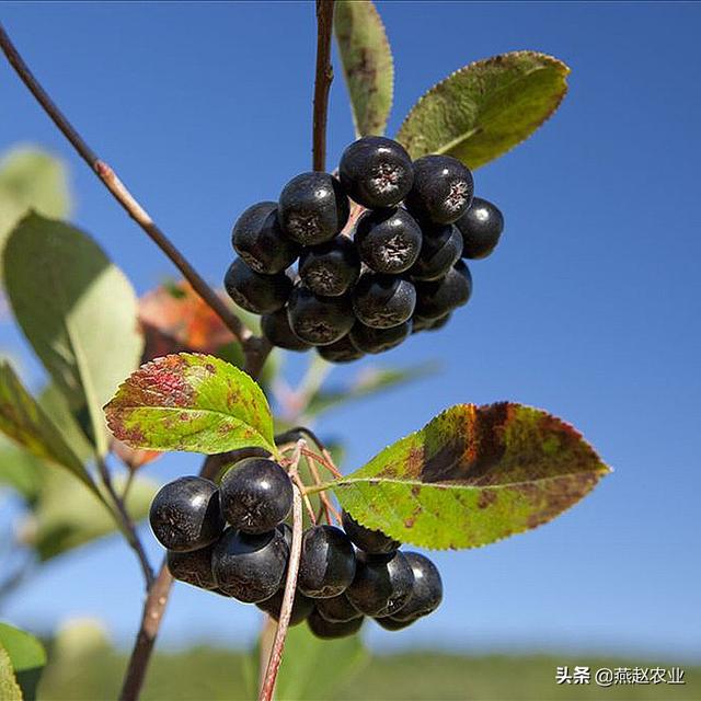 结果密，产量丰，这种特色果树见过吗？不老莓的种植技术