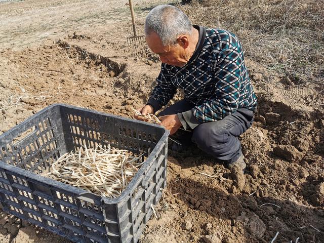 这种春日野菜你吃过吗？色泽洁白、口感爽脆，凉拌、炒肉都好吃