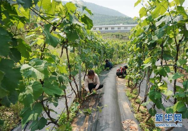 河北丰润：荒山披绿 农民致富