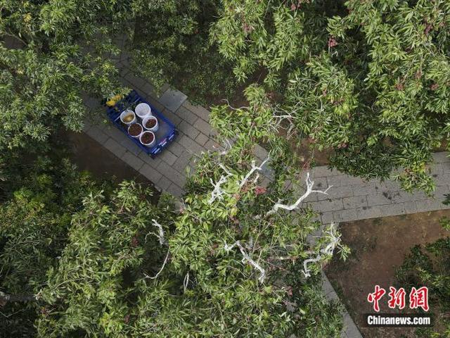 （高质量发展调研行）岭南佳果的110亿元全产业链 广东茂名荔枝特色产业路