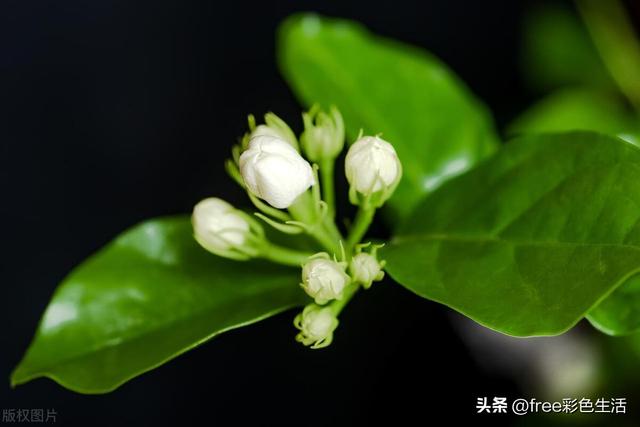 茉莉花的种植方法和步骤，你知道多少？