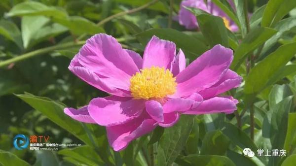 垫江：芍药迎来盛花期 五一赏花正当时