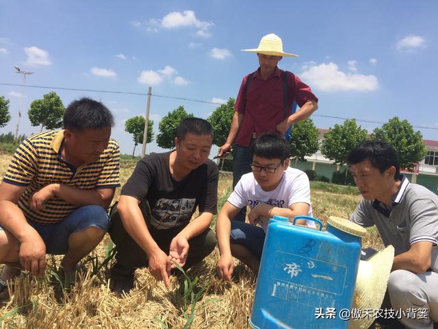 玉米怎样种植管理才能更高产？建议农民重点抓好这4点