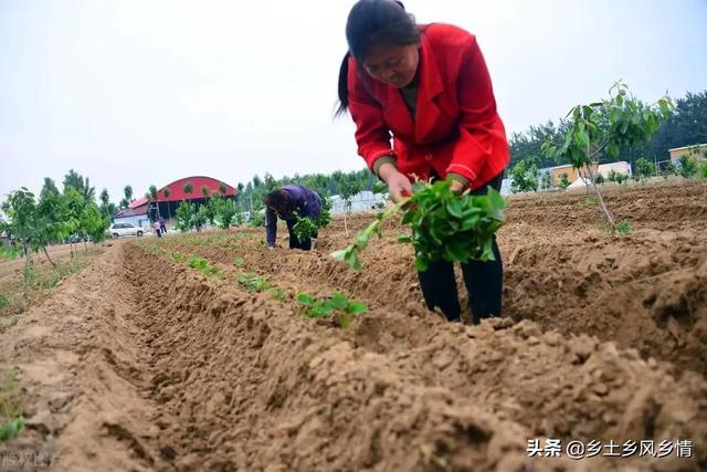 芒种节气过后，这三种农作物要抓紧时间种植，晚种一天都会减产