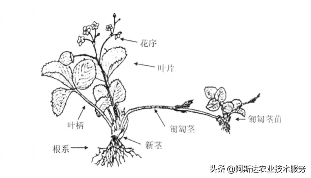 大棚草莓高产高效种植关键技术分析