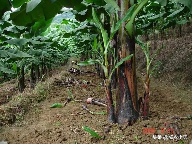 种香蕉是怎么培育苗木的？三大常见育苗方式，轻松种出高品质果品