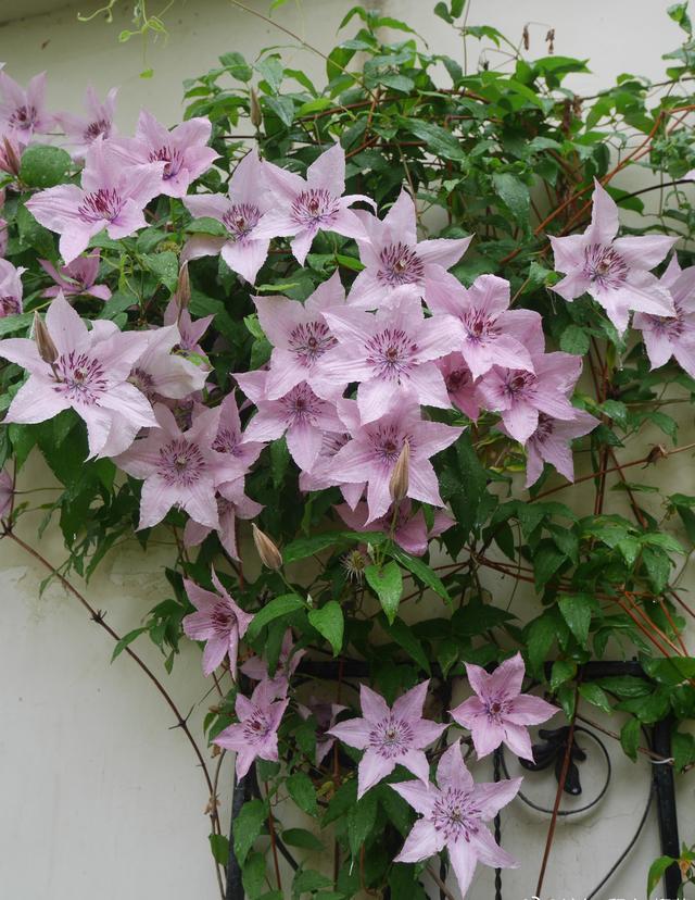 北阳台养啥花？这款铁线莲很适合，耐阴好养，能给你一面花墙