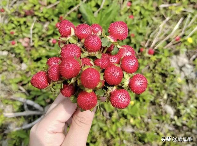 盆栽龙吐珠3种“毁颜”病害，巧妙矫正，红珠吐完一颗又一颗