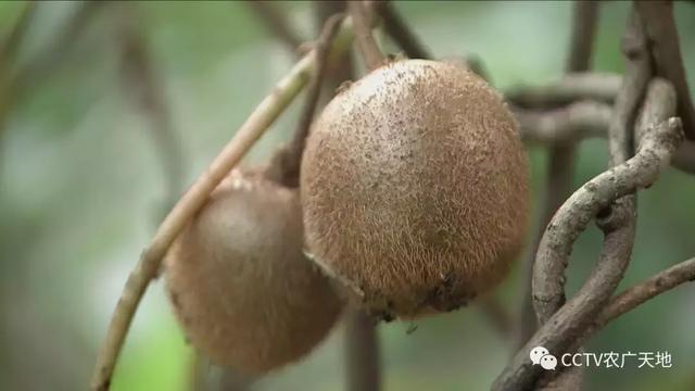 【农广天地】小小猕猴桃，种在周至是个宝！ 大大关中黑，好奇呆萌肉质好！