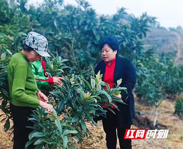 耒阳：情系湾村发展的“追梦人”