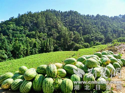 武当山寨沟村：特色产业助力乡村振兴