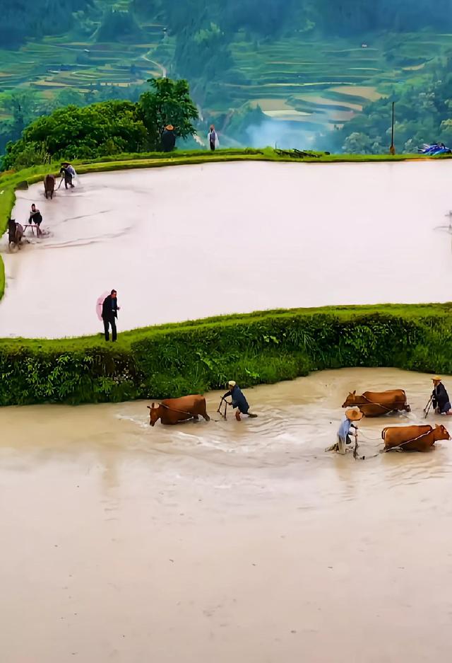 农民种一亩地要多少成本，利润有多少呢